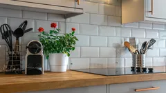 Rote Rosenpflanze auf Küchentisch