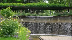 Grauwasser im Garten spart bares Geld und lässt Pflanzen sichtbar aufblühen