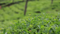 Teeplantage mit grünen Pflanzen im Süden Indiens