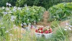 Mit schattigem Gemüsegarten erntest du bis in den Herbst abwechslungsreich